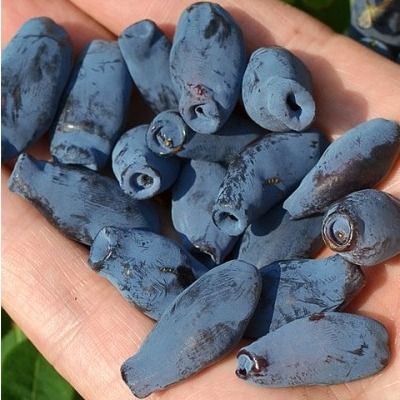 Duo Baie de Mai - Leaderplant