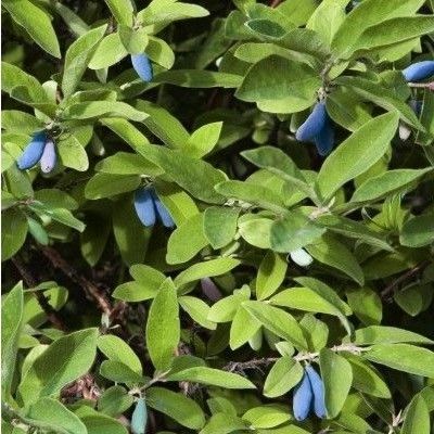 Duo Baie de Mai - Leaderplant