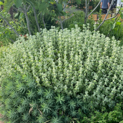 Ballote argentée  - Leaderplant