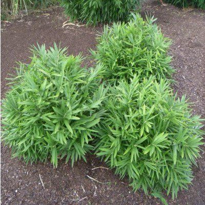 Bambou Pleioblastus distichus - Leaderplant