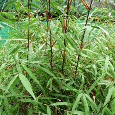 Bambou Fargesia Asian Wonder - Leaderplant