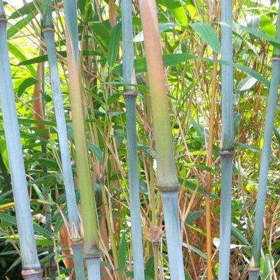 Bambou Fargesia Bleu - Leaderplant