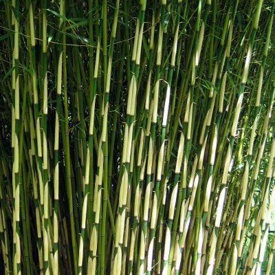 Bambou Fargesia Campbell - Leaderplant