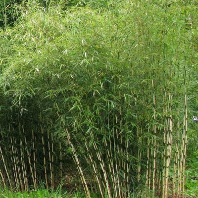 Bambou Fargesia Campbell - Leaderplant