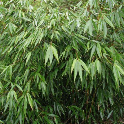 Bambou Fargesia Formidable Wenchuan - Leaderplant