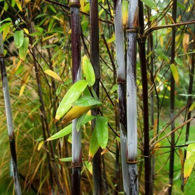 Bambou fargesia Gerry - Leaderplant