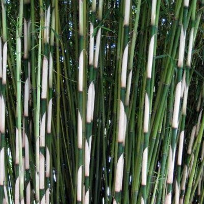 Bambou Fargesia Pingwu - Leaderplant
