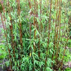Bambou Fargesia Red Panda - Leaderplant