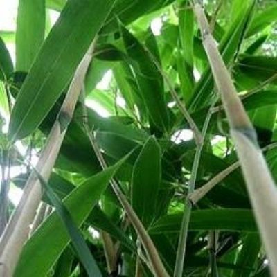 Bambou Métaké - Leaderplant