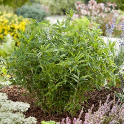 Bambou Nain pygmée - Leaderplant