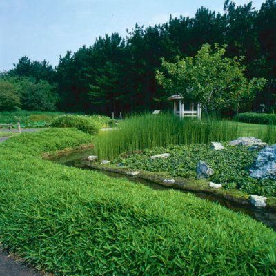 Bambou Nain pygmée - Leaderplant