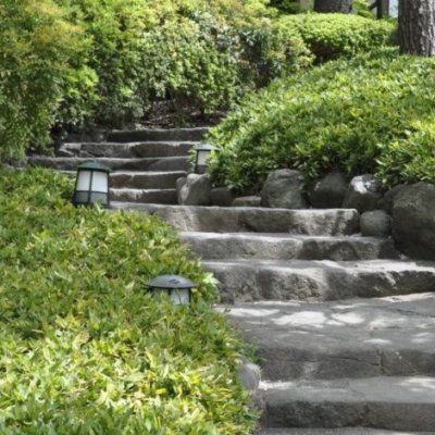 Bambou Nain pygmée - Leaderplant