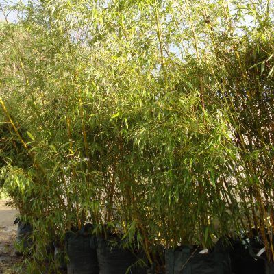 Bambou Phyllostachys Aureocaulis - Leaderplant