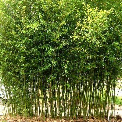 Bambou Phyllostachys Bissetii - Leaderplant