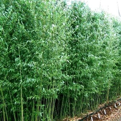 Bambou Phyllostachys Bissetii - Leaderplant