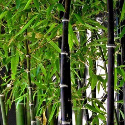 Bambou Phyllostachys Nigra Bambou Noir Vente En Ligne De Plants De Bambou Phyllostachys Nigra Bambou Noir Pas Cher Leaderplant Bambou Phyllostachys Nigra Bambou Noir Vente En Ligne De Plants De Bambou Phyllostachys Nigra Bambou Noir Pas Cher Leaderplant