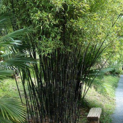 Bambou Phyllostachys nigra - Bambou noir - Leaderplant