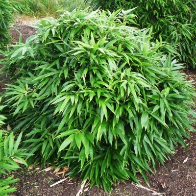 Bambou Pleioblastus pumilus - Leaderplant