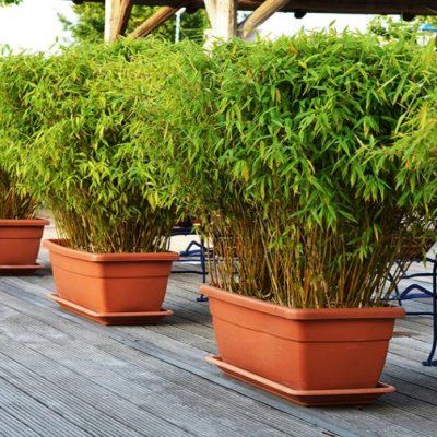 BON PLAN -50% Bambou Fargesia Rufa - Leaderplant