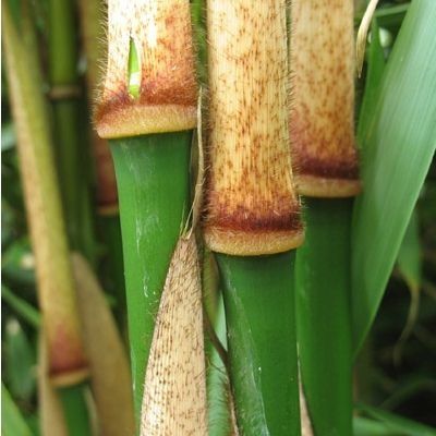 Bambou Fargesia Wolong - Leaderplant