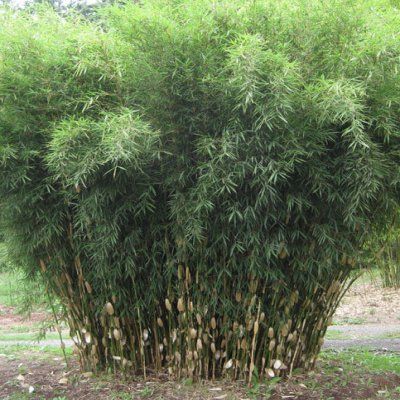 Bambou Fargesia Wolong - Leaderplant