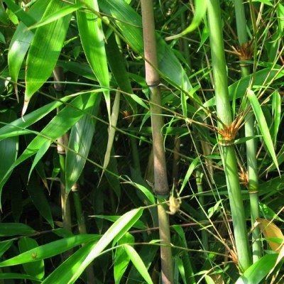 Bambou Fargesia Wolong - Leaderplant