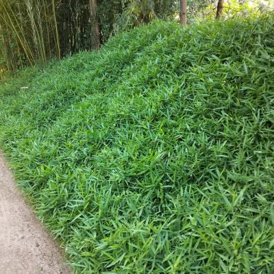 Bambou Pleioblastus pumilus - Leaderplant