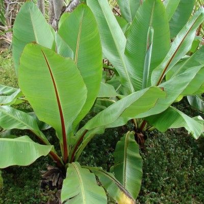 Bananier d'Abyssinie Large Seed - Leaderplant