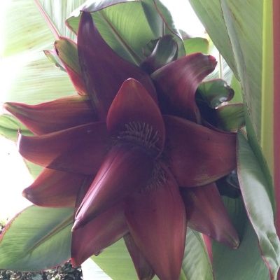 Bananier d'Abyssinie Large Seed - Leaderplant