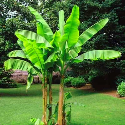 Bananier des neiges / Snow Banana /Ensete glaucum  - Leaderplant