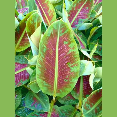 Bananier nain à fruits Dwarf Cavendish - Leaderplant