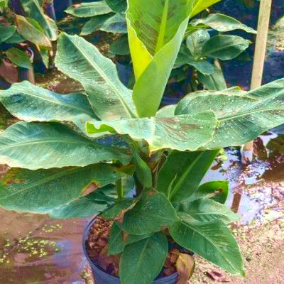 Bananier nain à fruits Dwarf Cavendish - Leaderplant