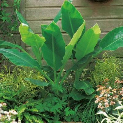 Bananier nain - Lotus d'or - Leaderplant