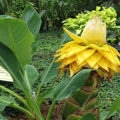 Bananier nain - Lotus d'or - Leaderplant