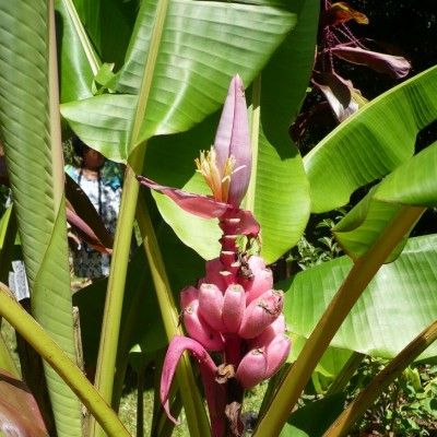 Bananier rose - Leaderplant