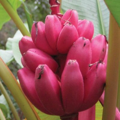 Bananier rose - Leaderplant