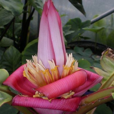 Bananier rose - Leaderplant