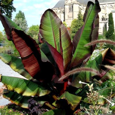 Bananier d'Abyssinie Maurelli - Leaderplant