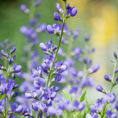 Lupin indigo - Leaderplant