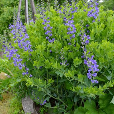 Lupin indigo - Leaderplant