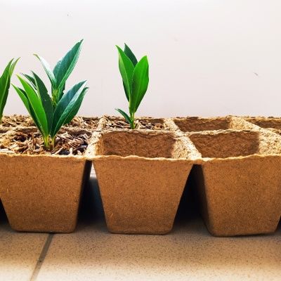 Barquette de 10 godets biodégradables - Leaderplant