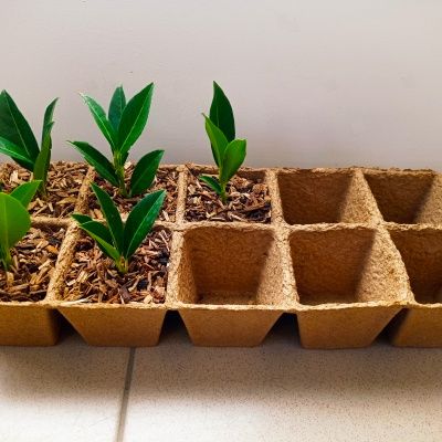 Barquette de 10 godets biodégradables - Leaderplant