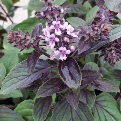 Basilic Perpétuel Magic Mountain / Basilic du Kenya / Basilic camphre - Leaderplant