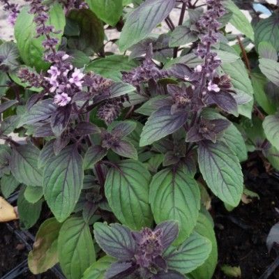 Basilic Perpétuel Magic Mountain / Basilic du Kenya / Basilic camphre - Leaderplant