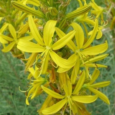 Baton de Jacob - Asphodéline jaune - Leaderplant