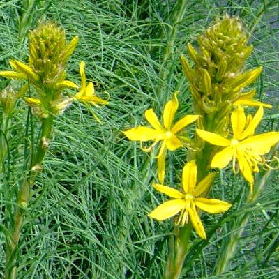 Baton de Jacob - Asphodéline jaune - Leaderplant