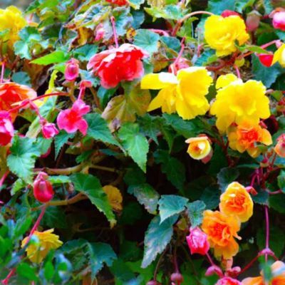 Bégonia Cascade mélange (6 bulbes) - Leaderplant