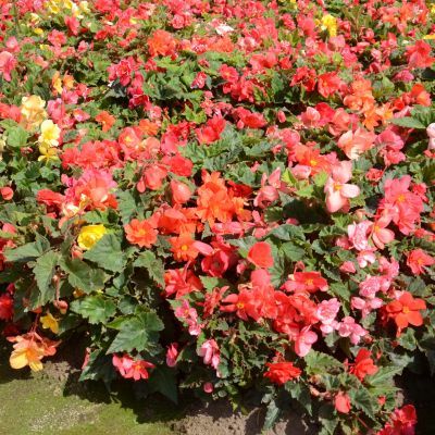 Bégonia double mélange (6 bulbes) - Leaderplant