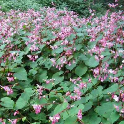 Bégonia vivace Mme Evans - Leaderplant