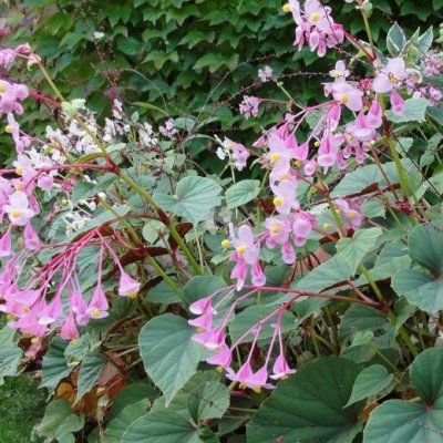 Bégonia vivace Mme Evans - Leaderplant